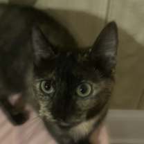 Thumbnail photo of Torti #1
