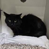 Thumbnail photo of Buster #1