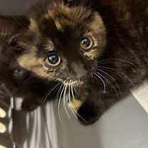 Thumbnail photo of Debbie #2