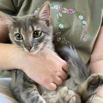 Thumbnail photo of Lawson #3