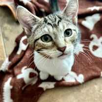 Thumbnail photo of Dennis #1