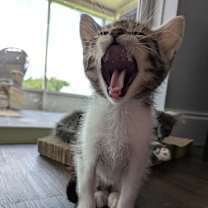 Thumbnail photo of Dennis #4