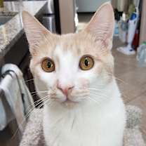 Thumbnail photo of Michaelangelo #1