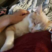 Thumbnail photo of Michaelangelo #2