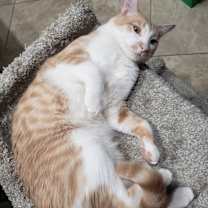 Thumbnail photo of Michaelangelo #3