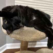 Thumbnail photo of Sunflower #3