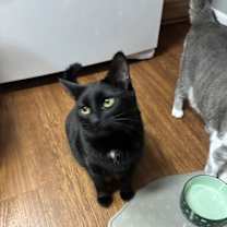 Thumbnail photo of Sunflower #4