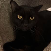 Thumbnail photo of Licorice #1