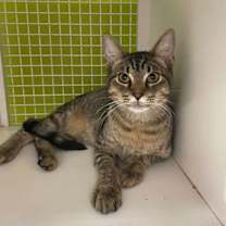 Thumbnail photo of Honeybun #1