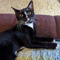 Thumbnail photo of Phantom #1