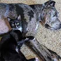 Thumbnail photo of Phantom #2