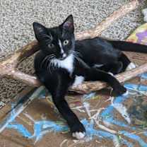 Thumbnail photo of Phantom #3