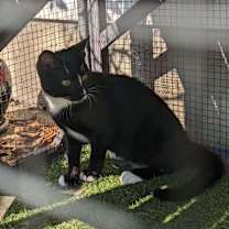 Thumbnail photo of Phantom #4