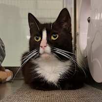 Thumbnail photo of McCrispy #2