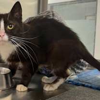 Thumbnail photo of McCrispy #3