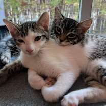 Thumbnail photo of Teddy #2