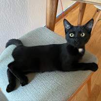 Thumbnail photo of Nugget #1