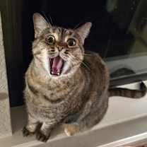 Thumbnail photo of Mrs. Buttersworth #1