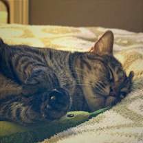 Thumbnail photo of Mrs. Buttersworth #3