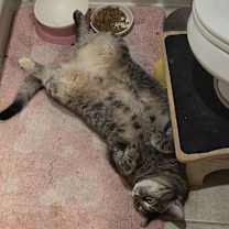 Thumbnail photo of Mrs. Buttersworth #4