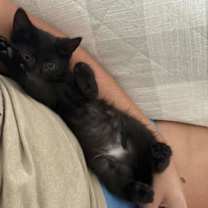 Thumbnail photo of Spooky kb bond w Crush Noggin #1