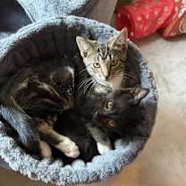 Thumbnail photo of Spooky kb bond w Crush Noggin #3