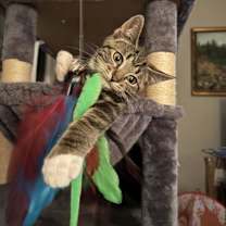 Thumbnail photo of Crush Noggin Dude kb bond w Sp #3