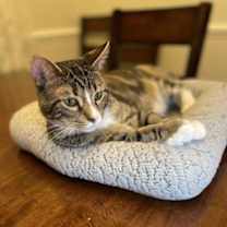 adopt-pet