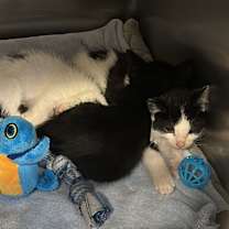 Thumbnail photo of Marty #2