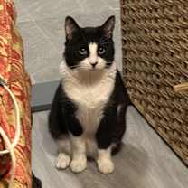 Thumbnail photo of Dr. Mouse #4