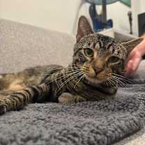 Thumbnail photo of Ringo #1