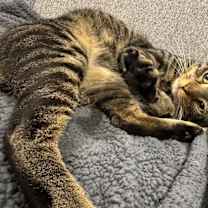 Thumbnail photo of Ringo #2