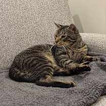 Thumbnail photo of Ringo #3