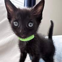 Thumbnail photo of Cal #2