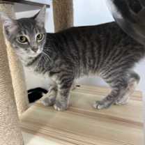 Thumbnail photo of Casper #2