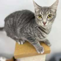 Thumbnail photo of Casper #3