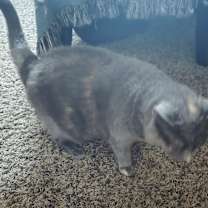 Thumbnail photo of Molly #4