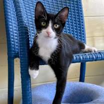 Thumbnail photo of Bart #1