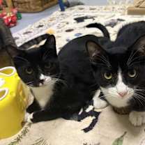 Thumbnail photo of Bart #2