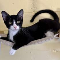 Thumbnail photo of Bart #3