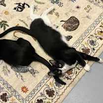 Thumbnail photo of Simpson #3