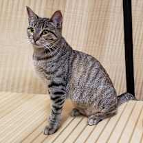 Thumbnail photo of Honey Sweet #1