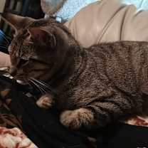 Thumbnail photo of Honey Sweet #2