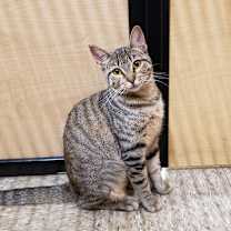 Thumbnail photo of Honey Sweet #3