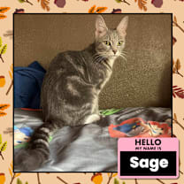 Thumbnail photo of Sage #1