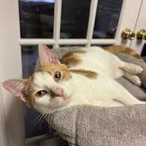 Thumbnail photo of Ruffnutt #2