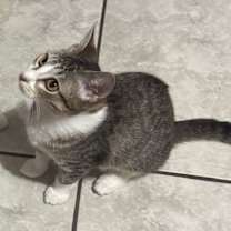 Thumbnail photo of Minu #bonded--to-Kimchi #4