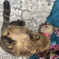 Thumbnail photo of Lily #seeks-out-affection #2