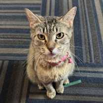 Thumbnail photo of Lily #seeks-out-affection #3