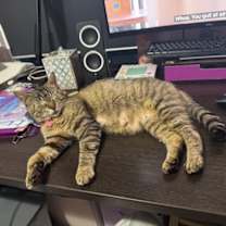 Thumbnail photo of Lily #seeks-out-affection #4